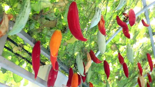 农业大棚现代农业大棚蔬菜水果 绿色食品