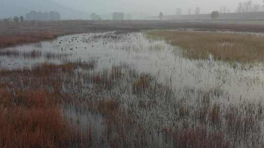 湿地公园白天鹅航拍