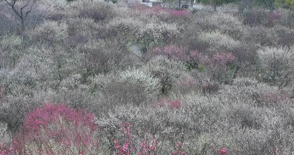 苏州香雪海春天梅花