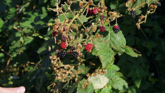 阳光下，男性手从灌木丛中采摘黑莓，静电锁定