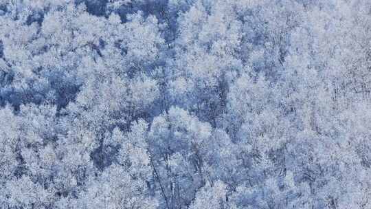 乌兰布统雾凇雪景雪林航拍