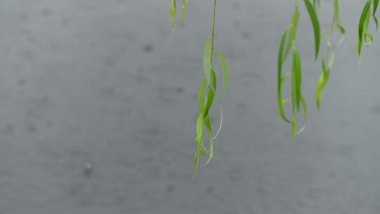 下雨天水面落下的雨滴溅起水花