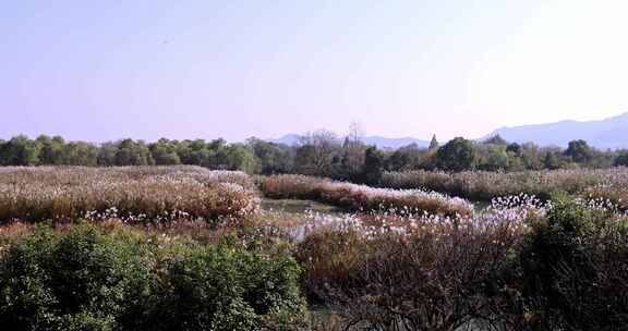 中国杭州西溪湿地秋雪庵芦花