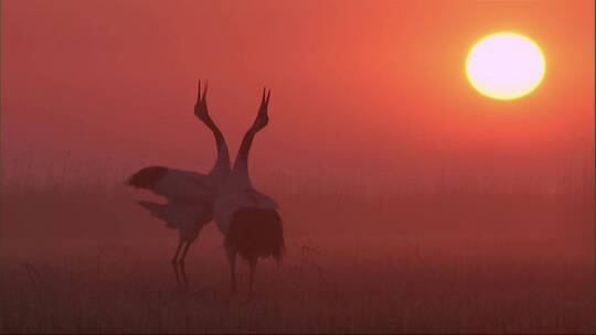 夕阳西下的丹顶鹤天鹅大雁野生鸟类镜头