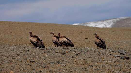 西藏野生动物秃鹫高清在线视频素材下载
