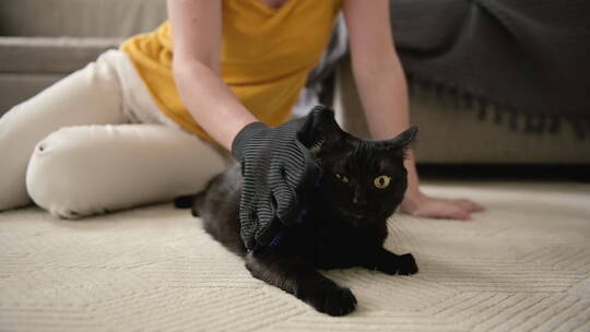 用手套刷黑猫的女人视频素材模板下载