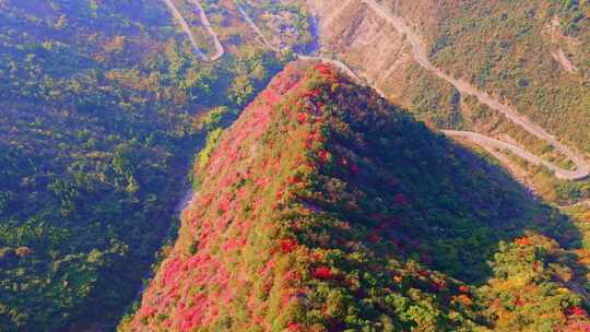 三峡红叶