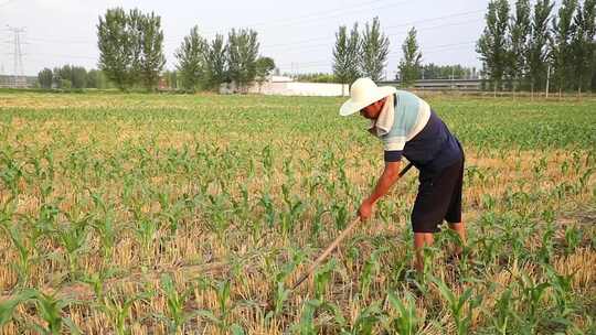 农民辛勤劳作脚步土地耕地锄地升格辛苦父亲