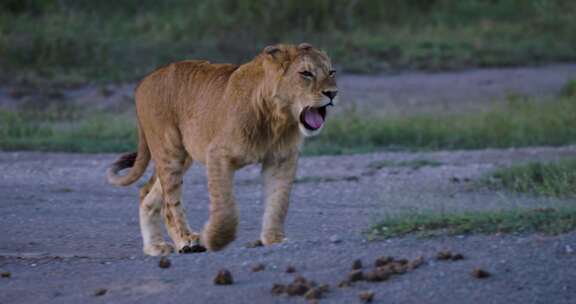 狮子，Safari，走路，撒谎