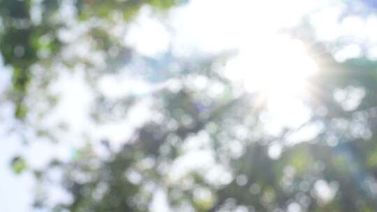 合集阳光透过树叶的唯美光斑