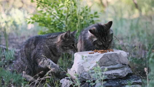 一起吃干粮的流浪猫