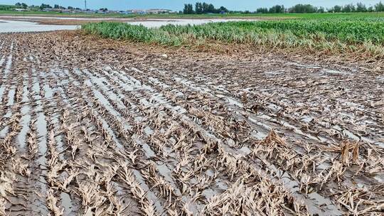 航拍东北强降雨洪水田地洪灾视频素材模板下载