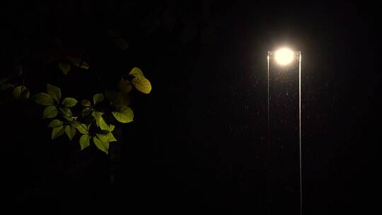 雨天夜景雨滴树叶路灯
