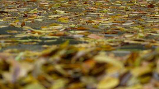 铺满落叶的路面实拍