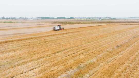 4K航拍割小麦