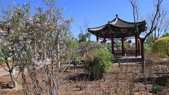 春天柳芽 春天景色 春天百花开