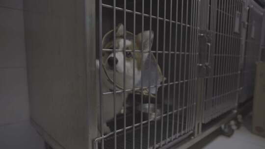 宠物医院里的柯基犬视频素材模板下载