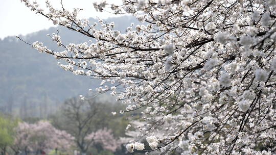 杭州太子湾樱花盛开