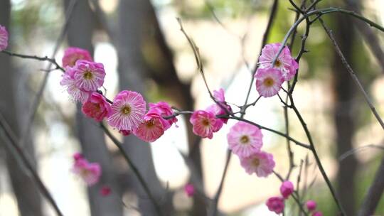 春季红色梅花景观