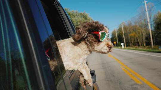 狗狗戴着墨镜趴在车窗看风景视频素材模板下载