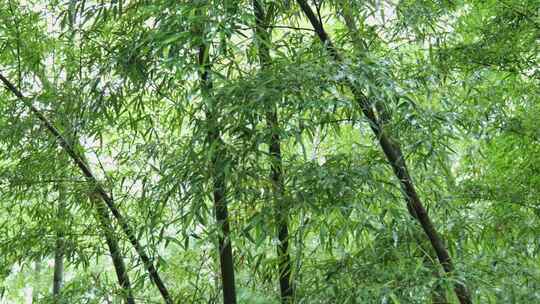 下雨天茂密的竹林枝叶繁茂生机勃勃的景象