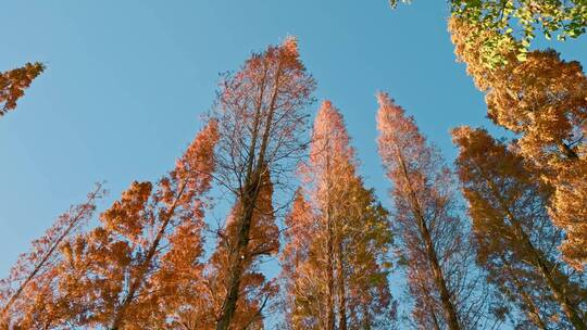冬季仰拍金黄色的水杉树叶直冲蓝天视频素材模板下载