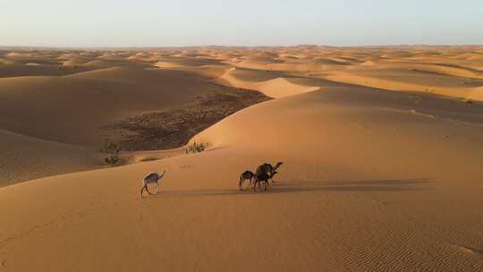 原创景观人文沙漠骆驼视频素材模板下载