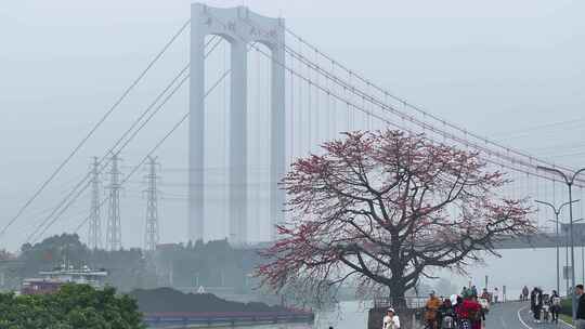 中国广东省佛山市平胜大桥木棉花