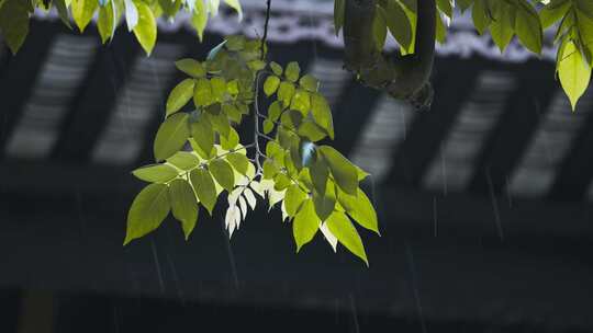 中式园林古建筑下雨屋檐滴水下雨