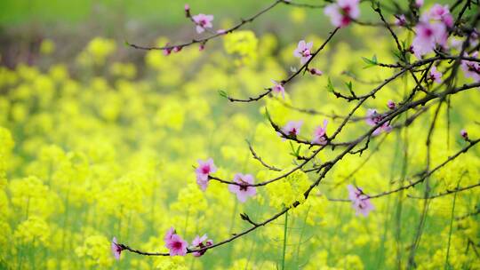 实拍4k-油菜花-桃花