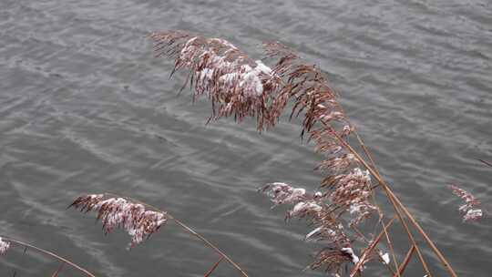 雪后湖水边随风飘荡的芦苇