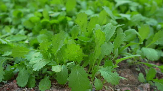 菜地里蔬菜种植实拍