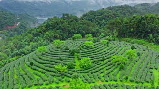 雨后的茶山