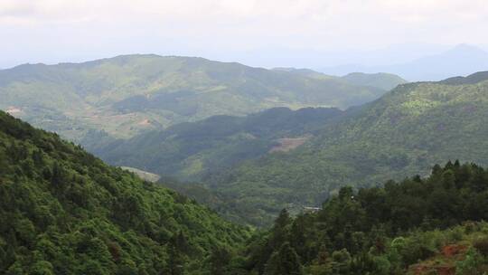 高山绿植森林