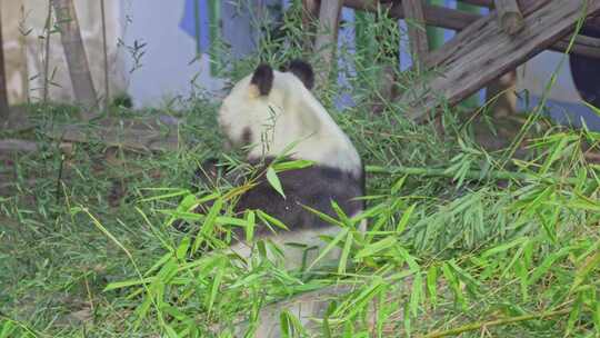 大熊猫吃竹子特写镜头合集