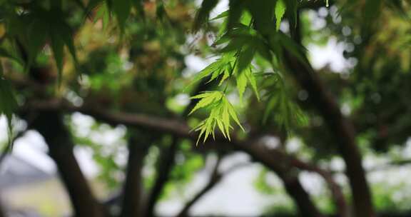 春天春雨苏州网师园幽雅风光