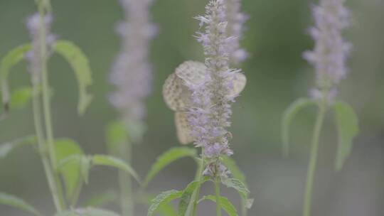 藿香花上的黑色蝴蝶LOG视频素材视频素材模板下载