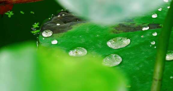 雨后荷叶上的露水珠