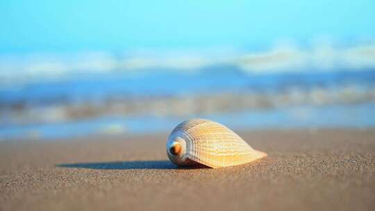 海边沙滩海滩贝壳