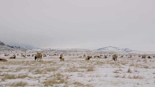 麋鹿，牛群，雪，山脉