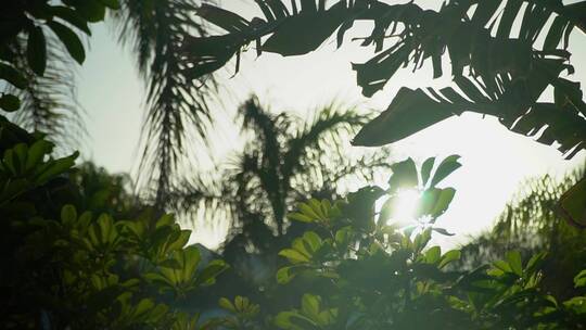 阳光透过热带植被的叶子