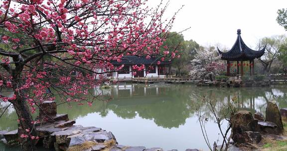 春天梅花绽放庭院古建筑水景