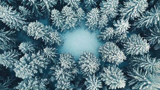 冬天大雪树林冬季风景冬日