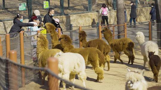 动物园羊驼喂食温馨互动