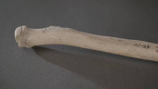 古人类牙齿骨骼化石LOG视频素材