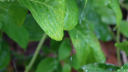 花丛中的雨滴视频素材模板下载