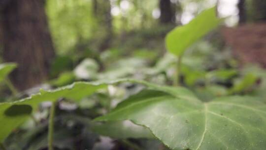 林地的植物叶子生长视频素材模板下载