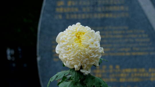 菊花展览特写