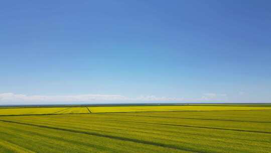 哈尔盖镇附近油菜花海、美景