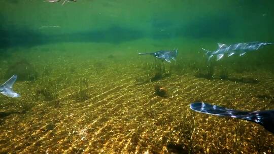 一群白斑鱼在浑浊的水中游泳